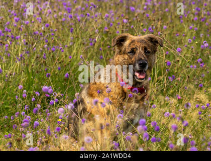 Hund in einem Patch von Wildblumen an einem Sommertag sitzen Stockfoto