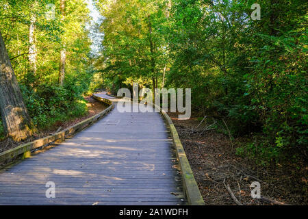 Behandelt Bauholz Trail durch den Sommer Wald Stockfoto