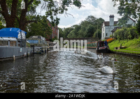 Schwäne auf dem Shropshire Union Canal in England, in der Ortschaft Gnosall, mit der Navigation Inn und ein Backstein Brücke hinter, und schmale Boote. Stockfoto