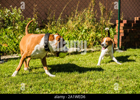 American Staffordshire Terrier Amstaff Hund spielen in einem Garten Staffordshire Terrier Amstaff Hund laufen in einem Garten mit einem beagle Hund und Kugel Stockfoto