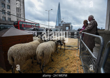 Zuschauer foto Schafe in einem Stift warten, bevor über die London Bridge 600 Ehrenbürgern der Stadt London getrieben wird, wie sie sich dem historischen Anspruch nehmen. Stockfoto