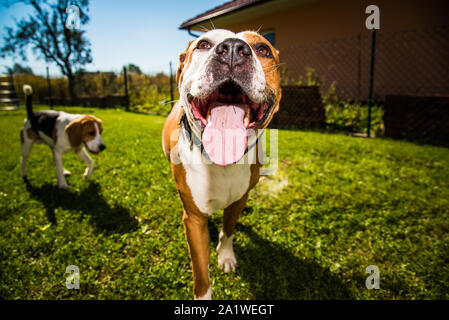 Staffordshire Terrier Amstaff Hund in einem Garten mit Beagle Hund Stockfoto