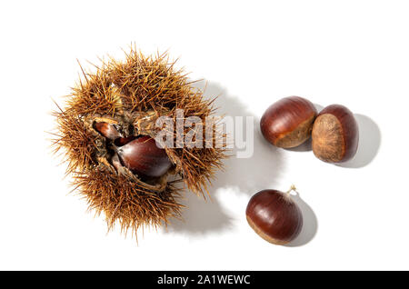 Sweet Chestnut und Schale auf weißem Hintergrund. Castanea sativa Stockfoto