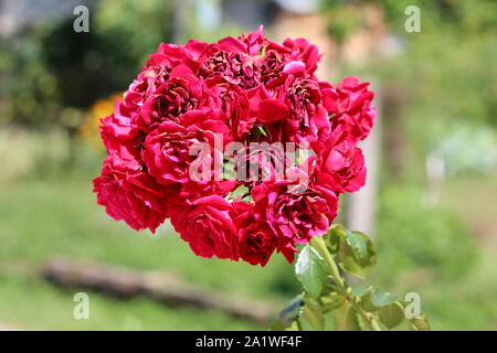 Bündel voll geöffneten Blüte dunkel rote Rosen wachsen aus einzelnen Stamm mit grünen Blättern lokale städtische Garten auf warmen und sonnigen Sommer Tag umgeben Stockfoto