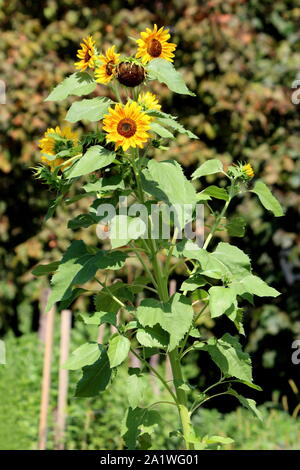 Große Haufen geöffnet Blühende Sonnenblumen Pflanzen mit leuchtend gelben Blüten und dunkles Zentrum mit großen grünen Blättern in den lokalen städtischen Garten umgeben Stockfoto