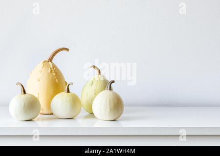 Happy Thanksgiving Hintergrund. Auswahl verschiedener Kürbisse auf Weiß Regal gegen weiße Wand. Moderner Minimal Herbst inspirierte Dekoration. Stockfoto