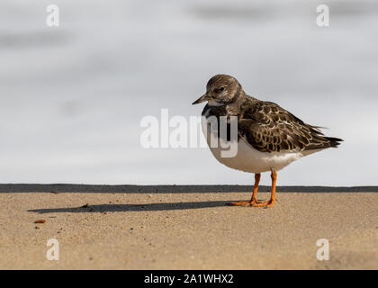 Ruddy Turnstone in der Sonne stehen am Strand auf der Suche nach Essen. Stockfoto