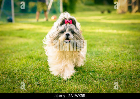 Shih tyu Hund auf die Kamera zu, die auf einem Gras Stockfoto