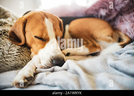 Beagle Hund schläft auf dem Sofa im Innenbereich Stockfoto