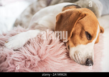 Beagle Hund schläft auf dem Sofa zuhause Kopf Nahaufnahme Stockfoto