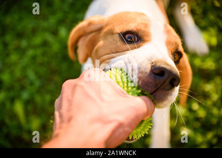 Tauziehen mit Beagle Hund auf einer Wiese im sonnigen Sommertag Stockfoto