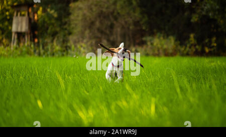 Hund Spaß in Richtung Kamera mit Stick im Mund holen in Richtung Kamera im Sommer Tag auf wiese feld Stockfoto