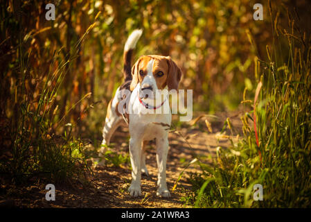 Hund steht im hohen Gras in der Sonne Sommer. Beagle pet Stockfoto