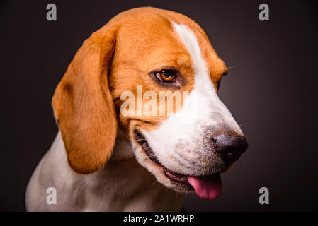 Beagle dog portrait auf einem schwarzen Hintergrund studio Stockfoto