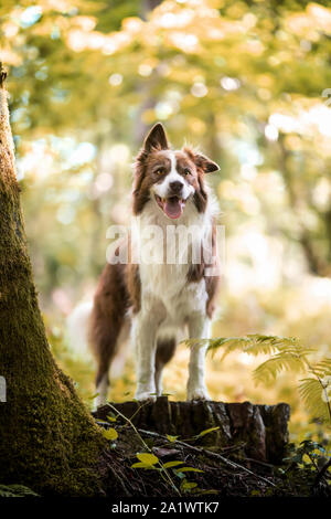 Border Collie im Wald Stockfoto