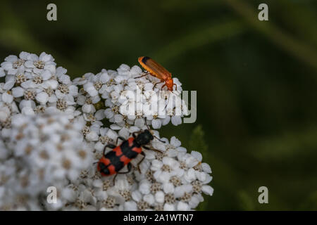 Die Ansicht der Welt winziger Käfer auf eine weiße Blume Stockfoto