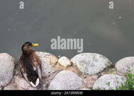 Wild Duck Stockente am Ufer stehend, weiblichen Wild Duck außerhalb Sommer Stockfoto