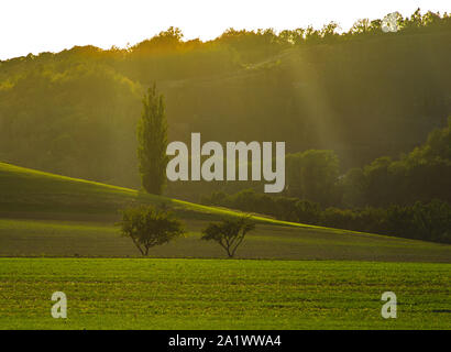 Misty Toskana sunset Landschaft in goldenem Licht und mit dunklen Bäumen Stockfoto
