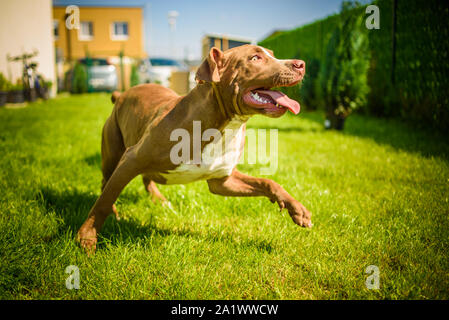 Junge Staffordshire Spaß in einem Garten auf einem grün Gr Stockfoto