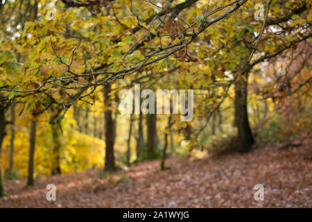 Britische Waldlandschaft im Herbst. Stockfoto