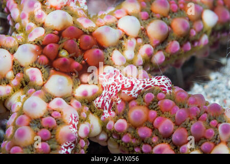 Kamm-Gelege [Coeloplana astericola] auf Dickhäutigen Seesterne [Echinaster callosus]. Lembeh Strait, North Sulawesi, Indonesial Stockfoto