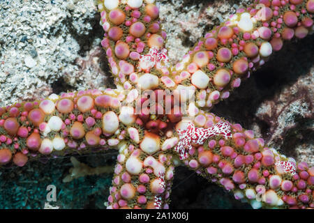 Kamm-Gelege [Coeloplana astericola] auf Dickhäutigen Seesterne [Echinaster callosus]. Lembeh Strait, North Sulawesi, Indonesial Stockfoto