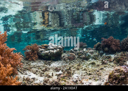 Flaches Riff in der Oberfläche reflektiert. West Papua, Indonesien. Stockfoto