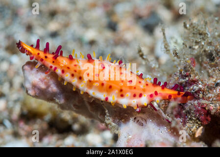 Rosy Spindel Cowrie [Phenacovolva rosea]. Lembeh Strait, Nord Sulawesi, Indonesien. Stockfoto