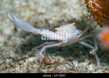 Gekrönt Coral Crab [Quadrella coronata]. West Papua, Indonesien. Indo-West Pazifik. Stockfoto