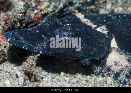 Beauford's Krokodilfische [Cymbacephalus beauforti], schwarze Phase. Lembeh Strait, Nord Sulawesi, Indonesien. Stockfoto