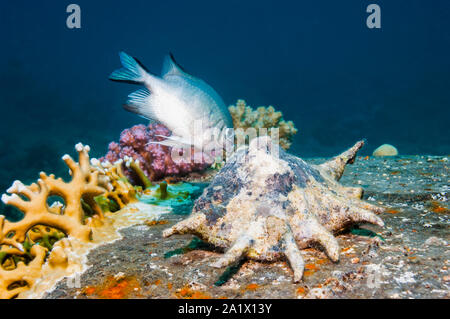 Weiß - Bauch Dirne [Amblyglyphidodon leucogaster] seine Eier auf einem Spider Conch tendieren. Ägypten, Rotes Meer. Stockfoto