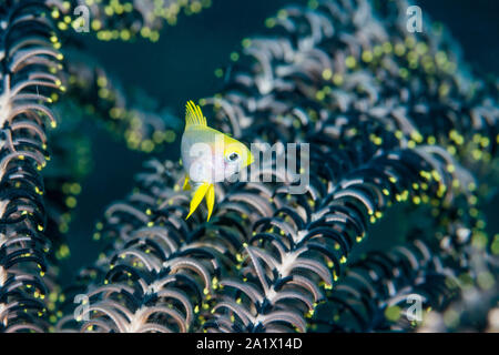 Juvenile Golden Dirne [Amblyglyphidodon aureus] mit einem crinoid oder featherstar im Hintergrund. Nord Sulawesi, Indonesien. Stockfoto