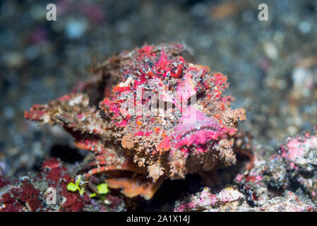 Devilfish oder Stinger [Inimicus didactylus]. Lembeh Strait, Nord Sulawesi, Indonesien. Stockfoto