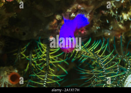 Magenta [Pseudochromis Dottyback porphyreus]. West Papua, Indonesien. Indo-West Pazifik. Stockfoto