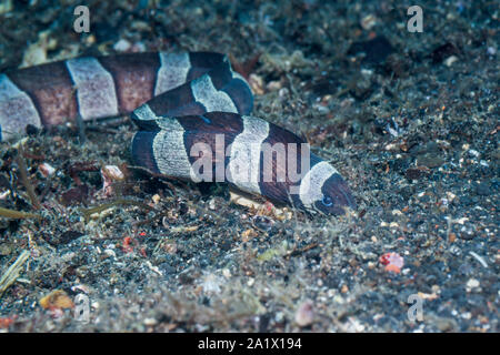 Gebändert oder Harlekin snake Eel [Myrichthys colombrinus]. Lembeh Strait, Nord Sulawesi, Indonesien. Stockfoto