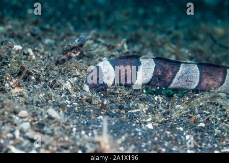 Gebändert oder Harlekin snake Eel [Myrichthys colombrinus]. Lembeh Strait, Nord Sulawesi, Indonesien. Stockfoto
