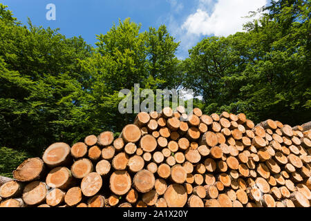 Woodpile in Laubwald Stockfoto