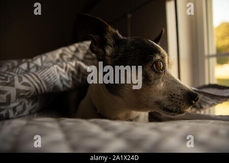 Alte Toy Fox Terrier ruht auf einem Bett. Stockfoto