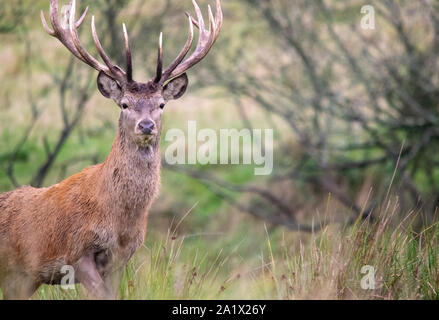 Red Deer Stockfoto