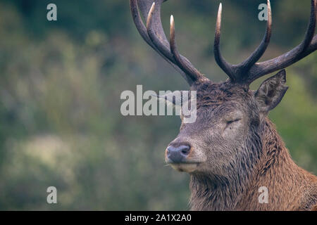 Red Deer Stockfoto