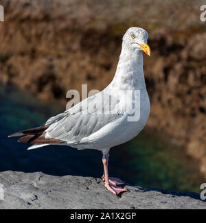 Silbermöwe Larus argentatus, Mevagissey Cornwall. Stockfoto