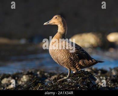 Weibliche Gemeinsame eider Enten Somateria mollissima auf das Meer in der Farne Islands Northumberland. Stockfoto