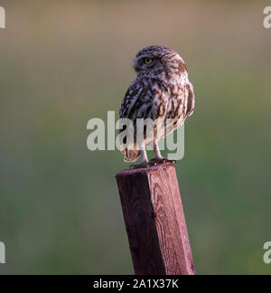 Steinkauz (Athene noctua) saß auf einem fencepost im Peak District NP. Stockfoto