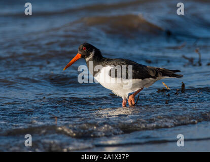 Eurasischen Austernfischer (Haematopus ostralegus) Ernährung in der Nordsee, in England. Stockfoto