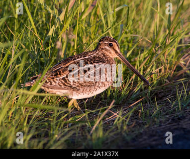 Bekassine (Gallinago gallinago) sat im Grünland im Peak District National Park, England. Stockfoto