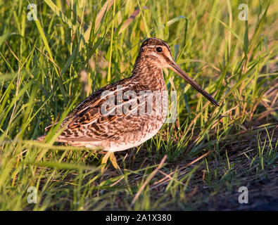 Bekassine (Gallinago gallinago) sat im Grünland im Peak District National Park, England. Stockfoto