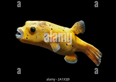 Schwarz getupft Kugelfisch (arothron nigropunctatus) Stockfoto