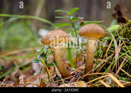 Ernte der Pilze Armillaria Mellea Pilze (Honig) - eine Familie von essbaren Pilzen in den Wald. Stockfoto