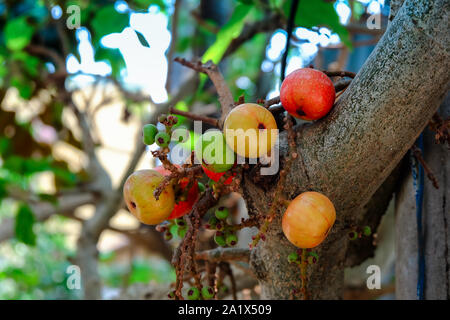 In der Nähe der bunten Feigen mit weichen selektiven Fokus und grün Unschärfe im Hintergrund. Royalty Free Stock Bild in hoher Qualität von Obst, Pflanzen. Stockfoto