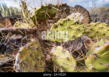 Opuntia ficus-indica Feigenkaktus, Indische Feige, Reifen schmackhafte Früchte. Cactus Nahaufnahme in Teneriffa, Kanarische Inseln, Spanien Stockfoto